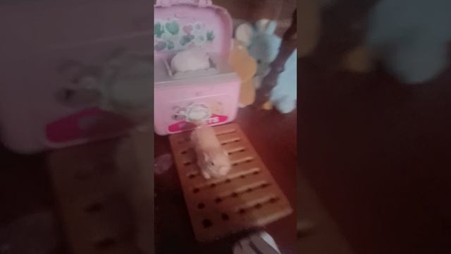 утро с свинкой ♥️💗