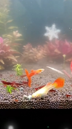 Аквариумные креветки кровавая Мэри и гуппи фул Ред Альбино в городе Курск смотреть онлайн