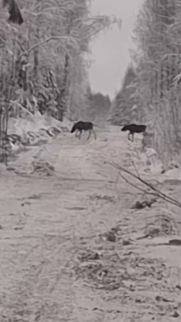 Красоты Коми. смотреть онлайн