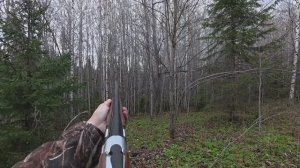 Охота на рябчиков с 20 калибром по первому снегу.