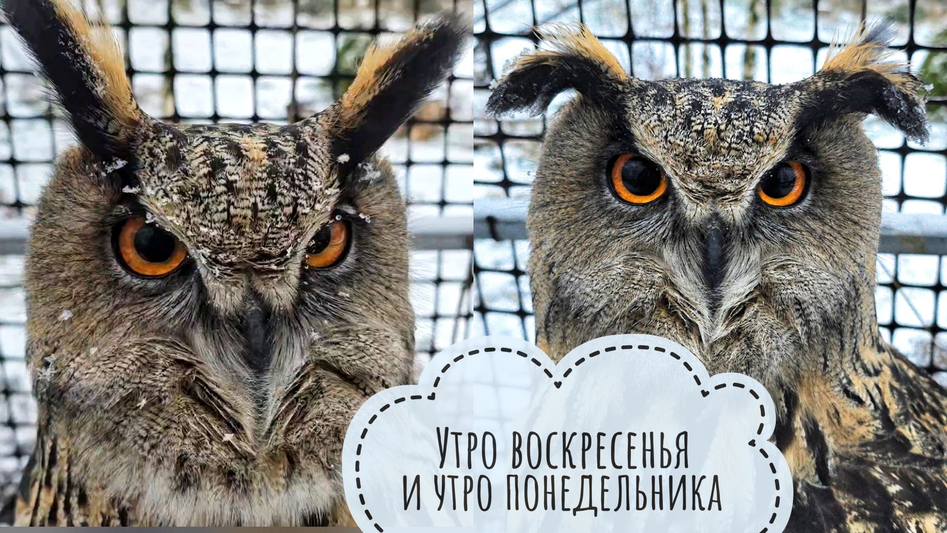 У совы Ёлки гнутся ухи от непогоды, неясыть Кофи начал есть, птичка зеленушка возвёрнута в природу смотреть онлайн