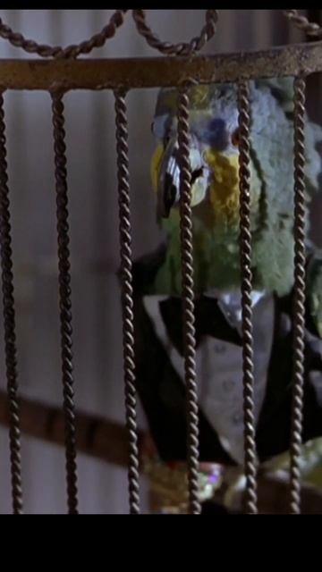 Крутой попугай смотреть онлайн