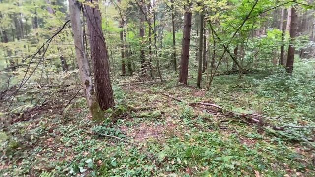 10 сентября 2023 год. За опятами смотреть онлайн