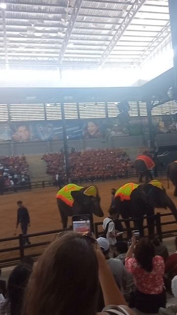 Можно ли гладить слона в Таиланде? Что скрывает шоу слонов в Nong Nooch? смотреть онлайн