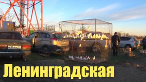 Птичий рынок. Ленинградская. [14.12.2025]