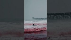 берег равнодушия