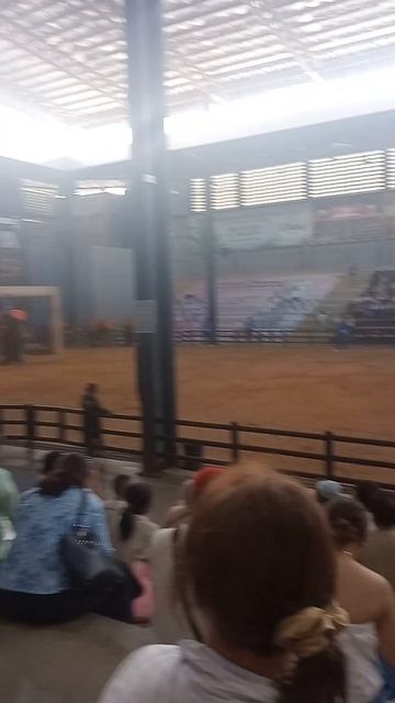 Слон-спортсмен: футбол, дартс, боулинг! Что скрывает шоу слонов в Nong Nooch? смотреть онлайн