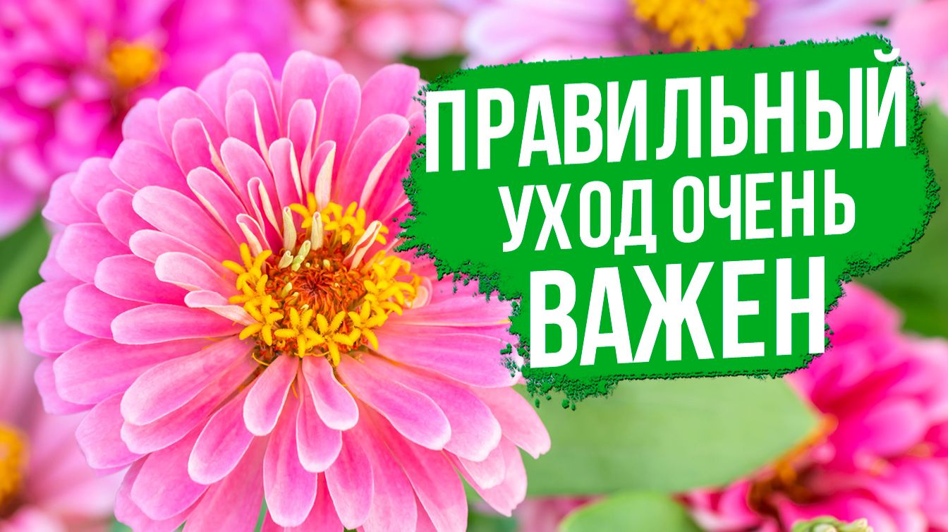 Как часто поливать и подкармливать циннию? Секреты ухода.