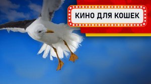 Видео для кошек - Чайки (Развлеки своего кота)