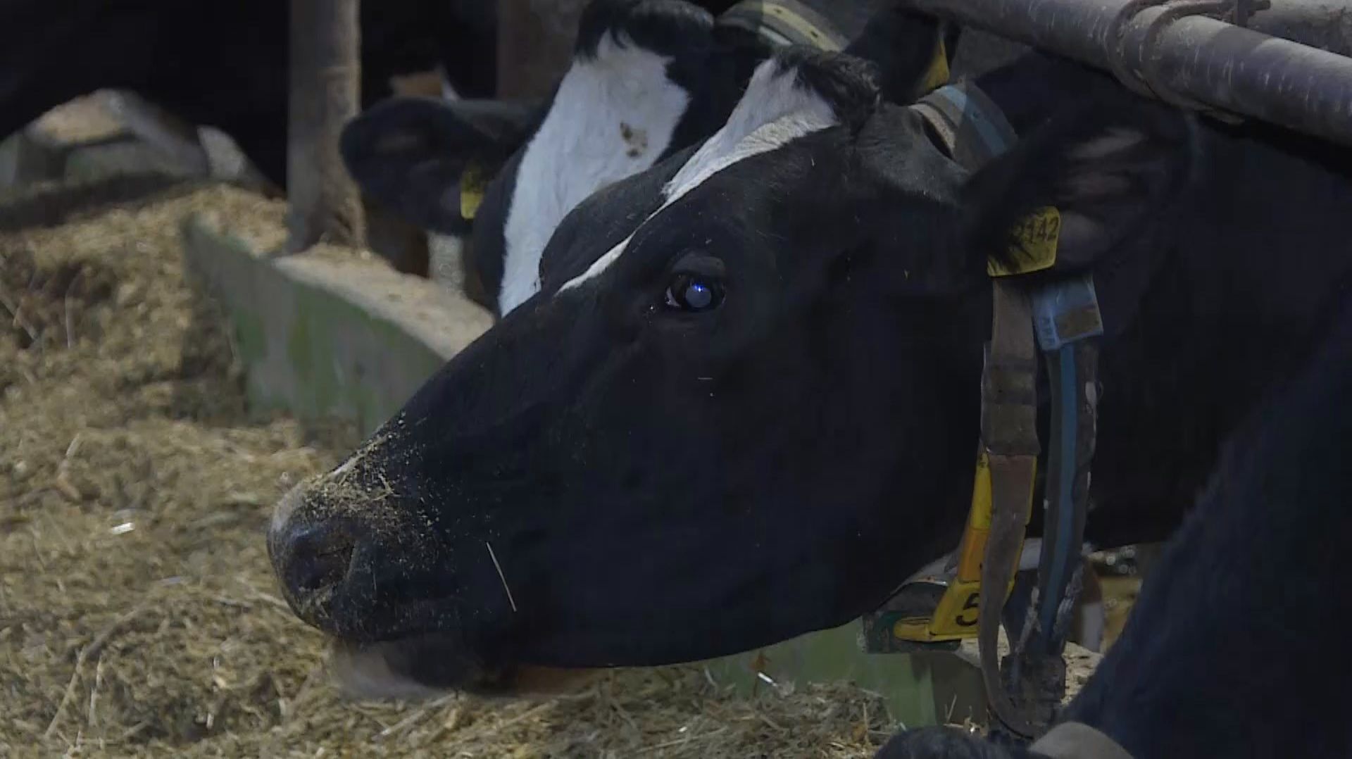 Рязанка — победительница конкурса «Лидеры села» смотреть онлайн