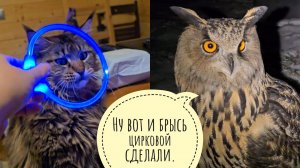 Кошка Морошка освещает ружу! Жаба Брунгильда возлегла в корытце. Сова филин Ёль гордо унесла ужин