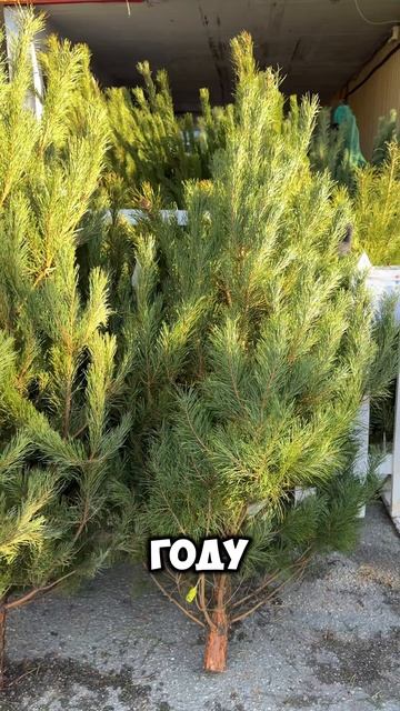 Высокие цены! Цены на елки в Ялте сегодня #елка #ялта #крым #ценывялте #новыйгод2026 смотреть онлайн