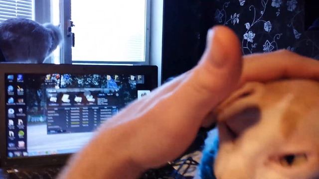 4 минуты, как Дарвин лижет мне руки | ASMR - Груминг