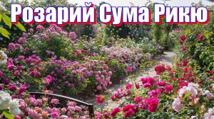 Прогулка по розарию Сума Рикю. Япония.