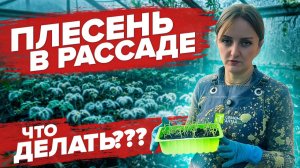 ЧТОБЫ НЕ БЫЛО ПЛЕСЕНИ НА ТОРФЯНЫХ ТАБЛЕТКАХ, ДЕЛАЙ ЭТО