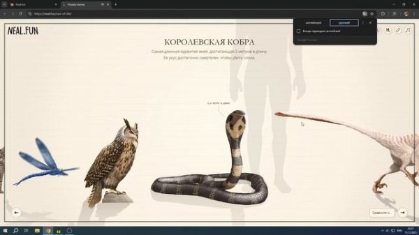 СРАВНЕНИЕ РАЗМЕРОВ ЖИЗНИ! НОВЫЙ СТАФФ ОТ НИЛА! (Size if Life neal.fun)