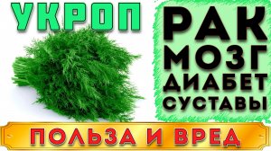 УКРОП - ПОЛЬЗА И ВРЕД (ВСЕ ВРЕДНЫЕ И ПОЛЕЗНЫЕ СВОЙСТВА УКРОПА. УКРОП ИСПОЛЬЗОВАЛСЯ У МНОГИХ НАРОДОВ)