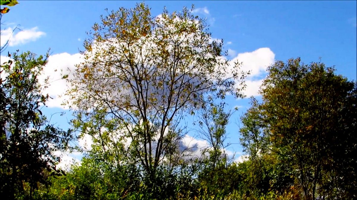 Июльская природа смотреть онлайн