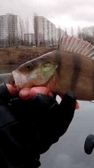 ОКУНЬ В ДЕКАБРЕ НА СПИННИНГ смотреть онлайн