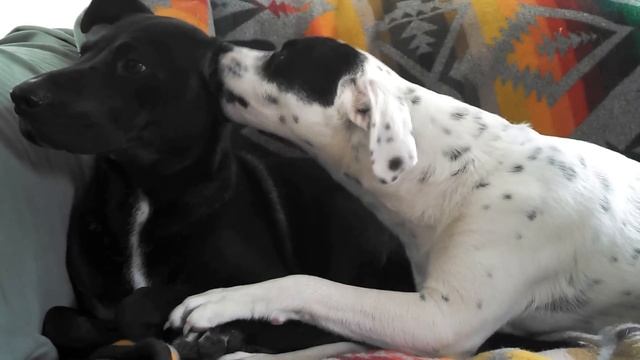 Щенок пристрастился облизывать ухо большой собаки ASMR - Груминг