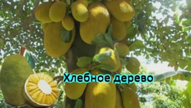 Хлебное Дерево