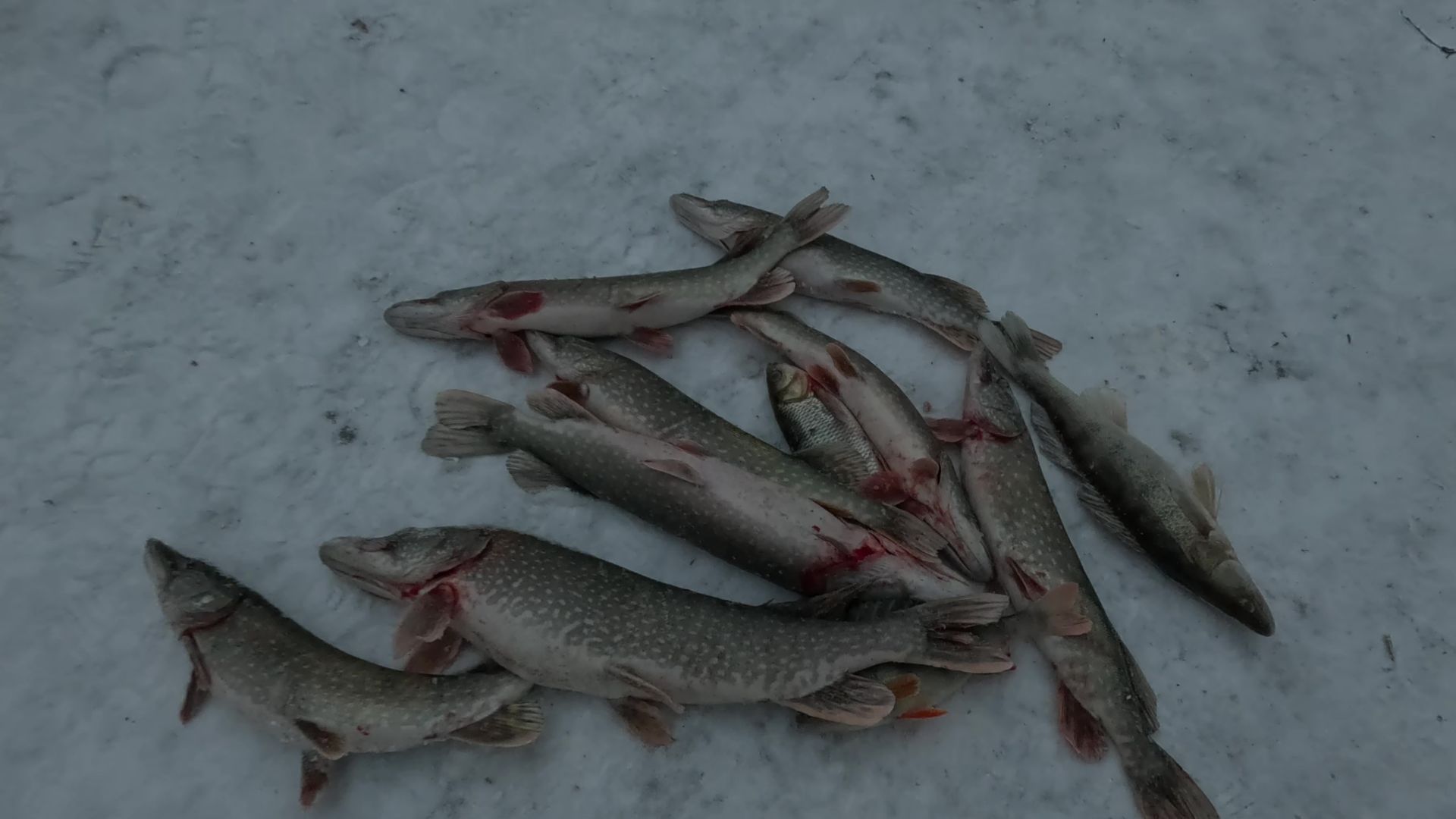 РЫБАЛКА в СЕЛЕЗНЕВО Алтайский край. смотреть онлайн