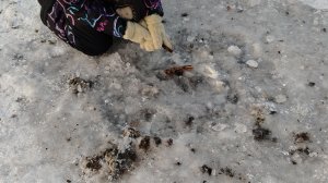 Ломаем лёд палкой 😃