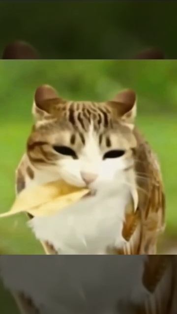 🍟 Meowl ест чипсы 🍟 #Shorts #MEOWLog #Дэмиан16 смотреть онлайн