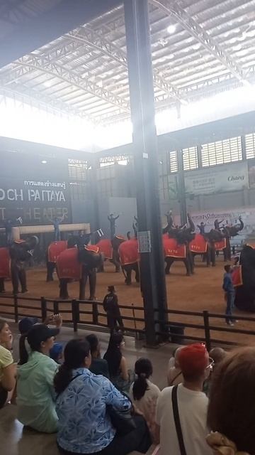 Как слон делает вай — тайское приветствие Что скрывает шоу слонов в Nong Nooch? смотреть онлайн