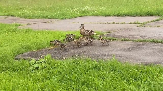 19 июня 2024 г. смотреть онлайн