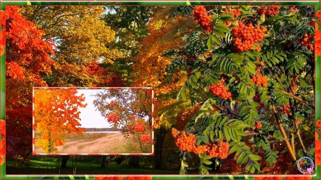 КЛЕН И РЯБИНА