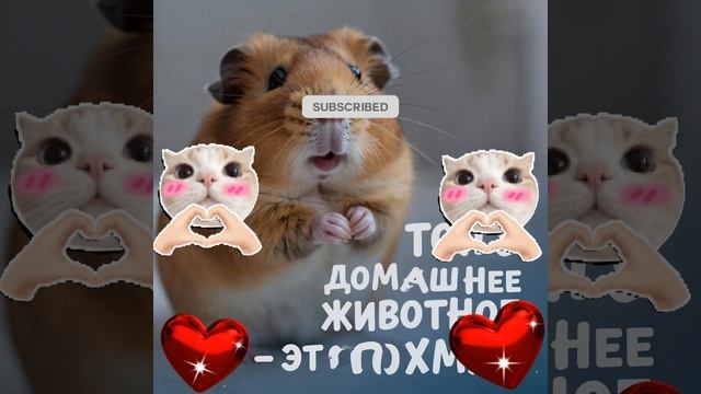 Топ 5 домашних животных