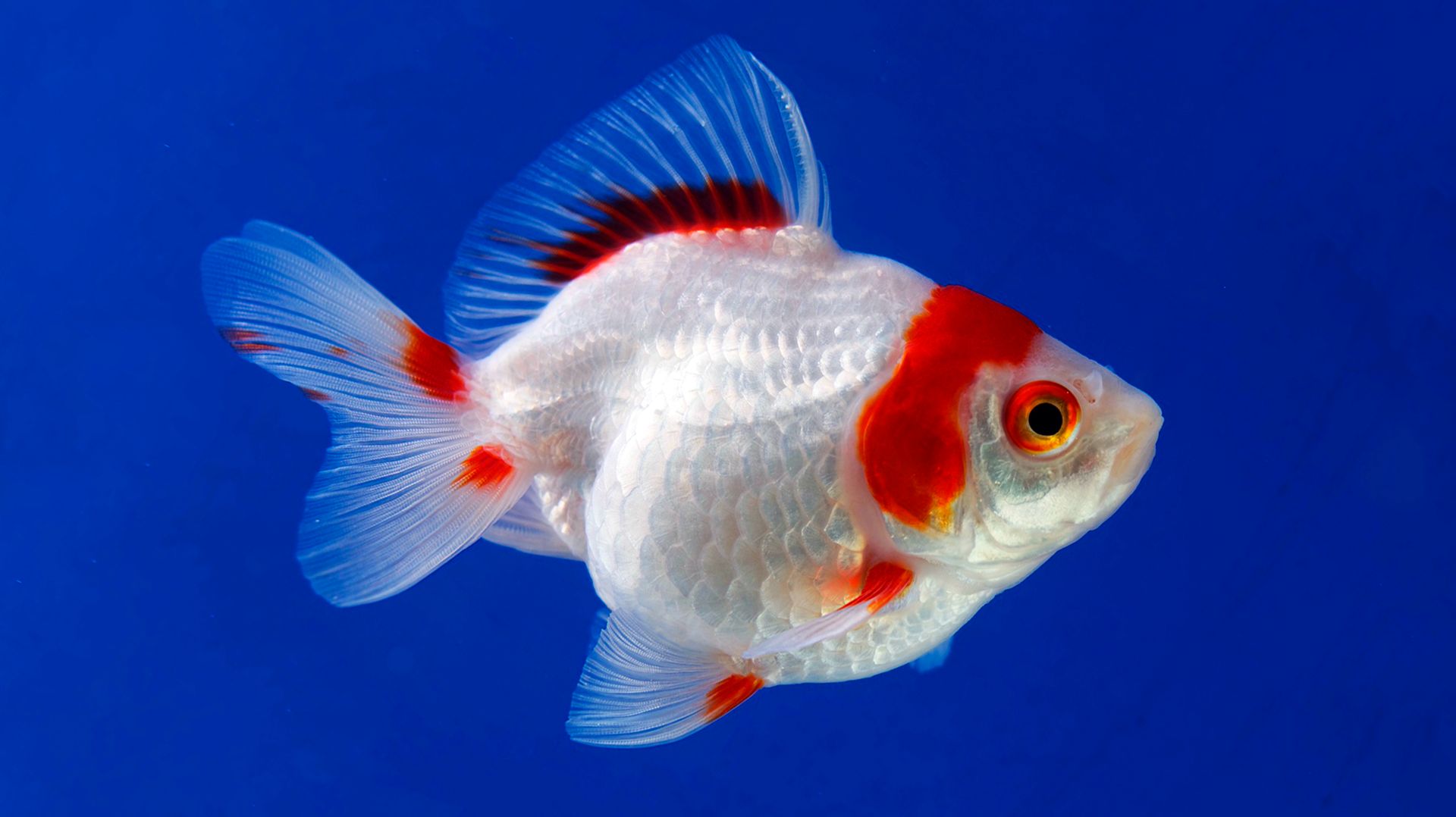 🐠 УСПОКАИВАЮЩАЯ МУЗЫКА ДЛЯ СНА И ВОССТАНОВЛЕНИЯ НЕРВНОЙ СИСТЕМЫ 🎵 РАССЛАБЛЯЮЩАЯ МУЗЫКА ДЛЯ ДУШИ смотреть онлайн