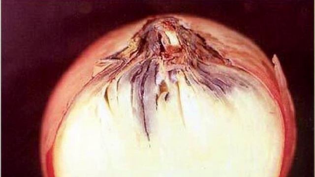 Меры борьбы с болезнями лука смотреть онлайн