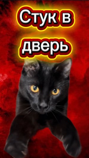 Ни за что не открывай дверь в 3 часа ночи 🙀 #кот #кошка #животные #ужасы #страшно #ужастик