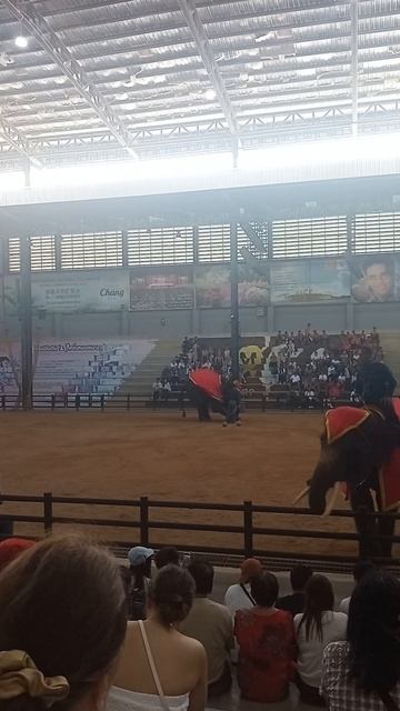 Боулинг по-тайски: слон vs кегли Что скрывает шоу слонов в Nong Nooch? смотреть онлайн