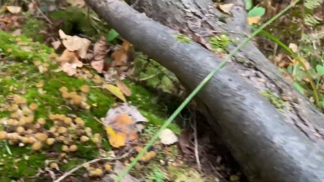 11 сентября 2023 .Ранние опята смотреть онлайн