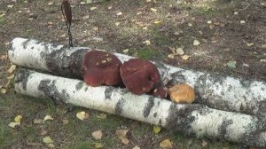 Грибалка на таёжной речке...