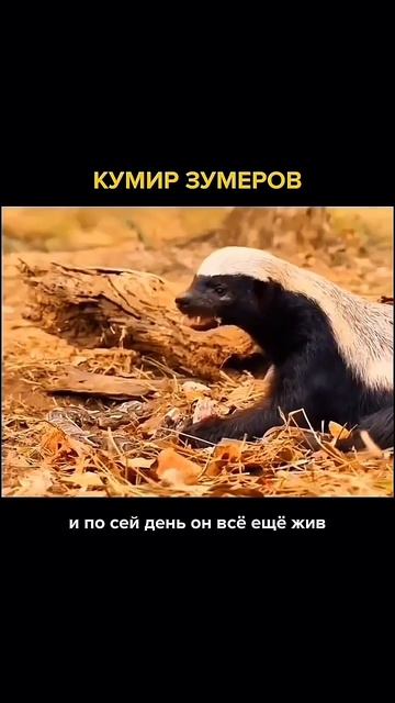 А вы бы хотели познакомиться с этим кумиром?