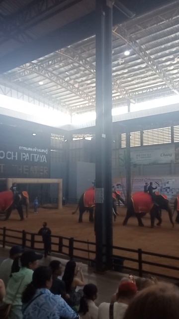 Священное животное или аттракцион? Что скрывает шоу слонов в Nong Nooch? смотреть онлайн