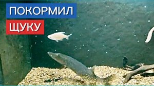 Покормил Щуку и Судака