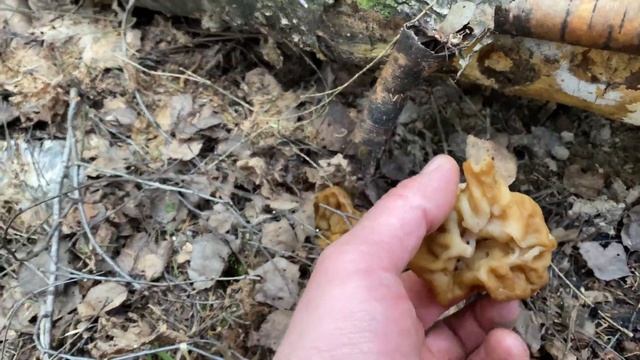 Строчок приземистый и коренастый, его шляпка почти смыкается с почвой и ножки практически не видно. смотреть онлайн