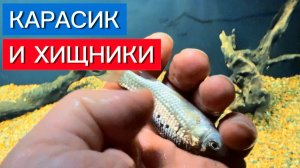 Карасик и Хищники
