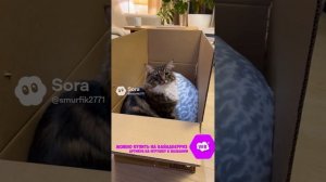 ТЮЛЕНИ ВЕЗДЕ 7 ЧАСТЬ Артикул на ВБ: 193431345 #тюлень #тюлени #игрушки #мягкиеигрушки #sora #прикол