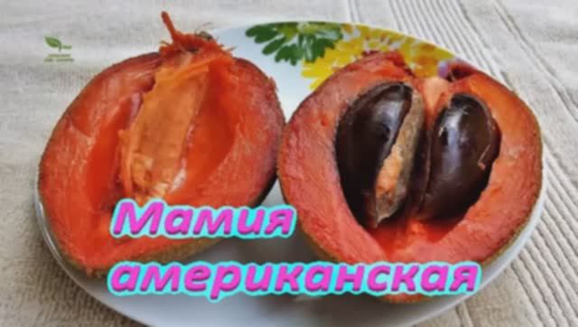 Мамия Американская