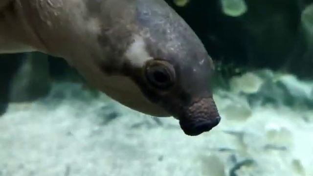 Москвариум смотреть онлайн