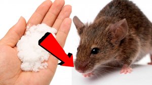 Как избавиться от мышей и крыс навсегда За 3 Секунды!