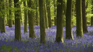 Лес колокольчиков 🌸 | Пение птиц — Расслабляющее видео и звуки природы