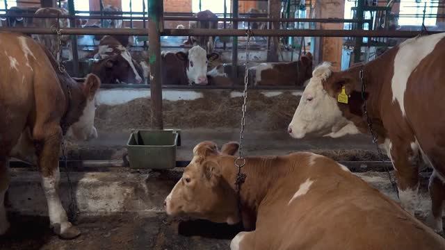 Сделано в Хабаровском крае: кооператив «Краснореченский» смотреть онлайн