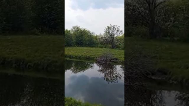 Родной берег
